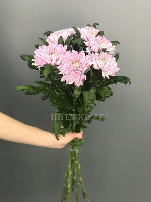 Хризантема Шамрок и цветная к/ц - Цветочный салон ЦветкоFF Тюмень