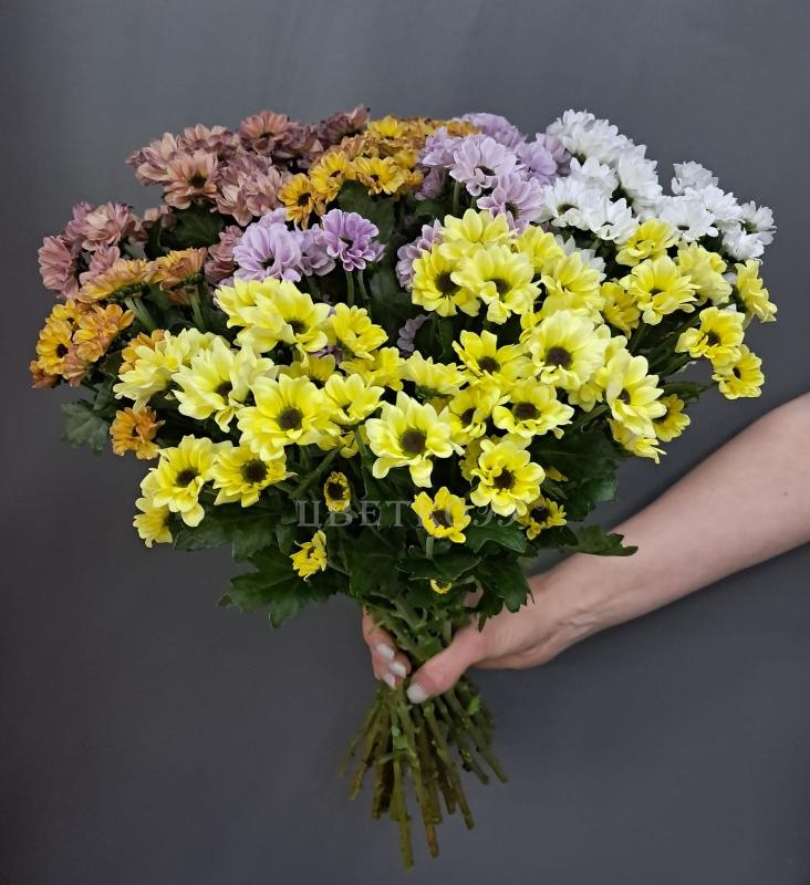 Хризантема микс "Мадиба" - Цветочный салон ЦветкоFF Тюмень